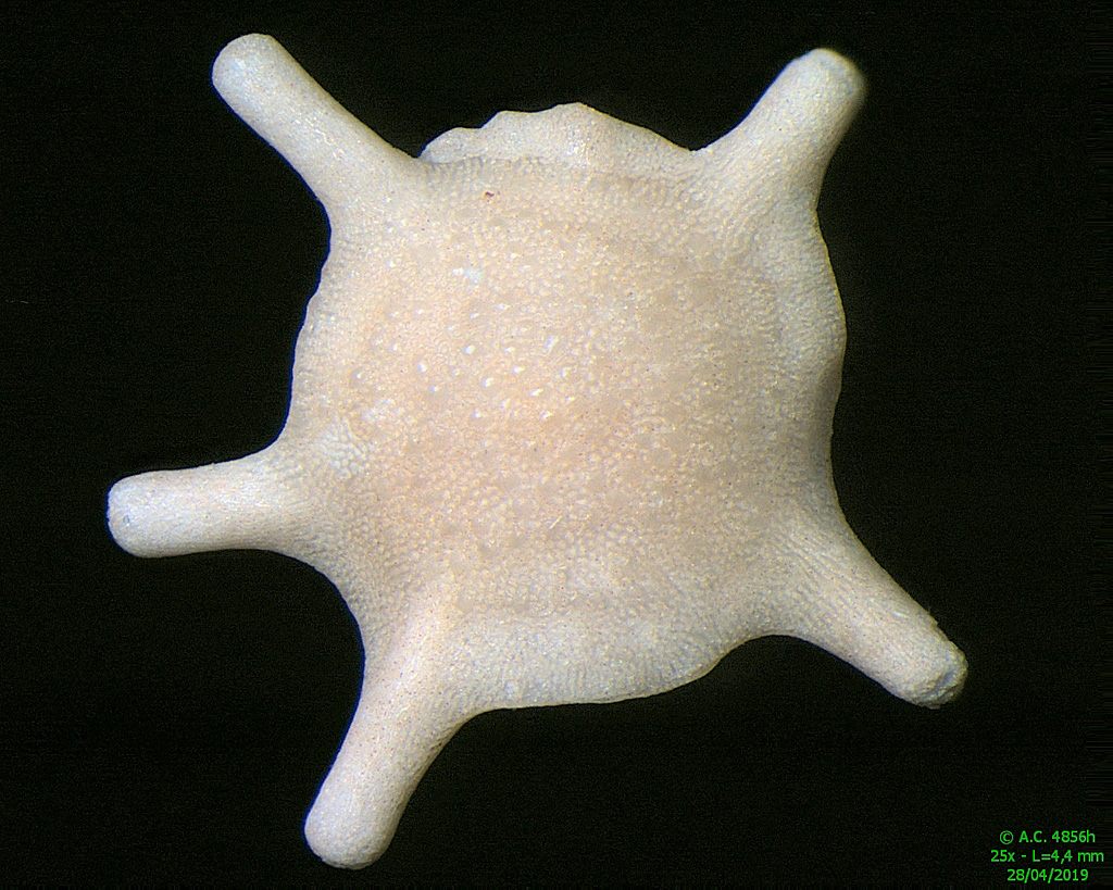 Foraminifre Calcarina spengleri de l'le de Selayar - Indonsie