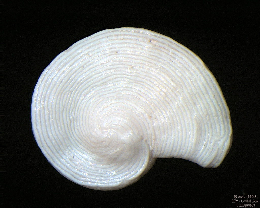 Foraminifre Archaias angulatus